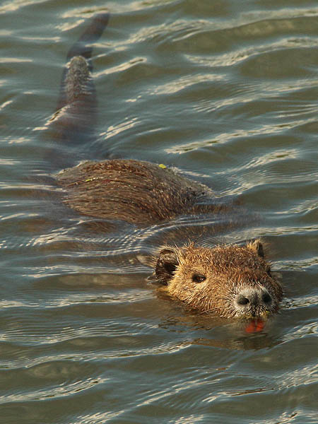 A Nutria lazing in the still pond water.