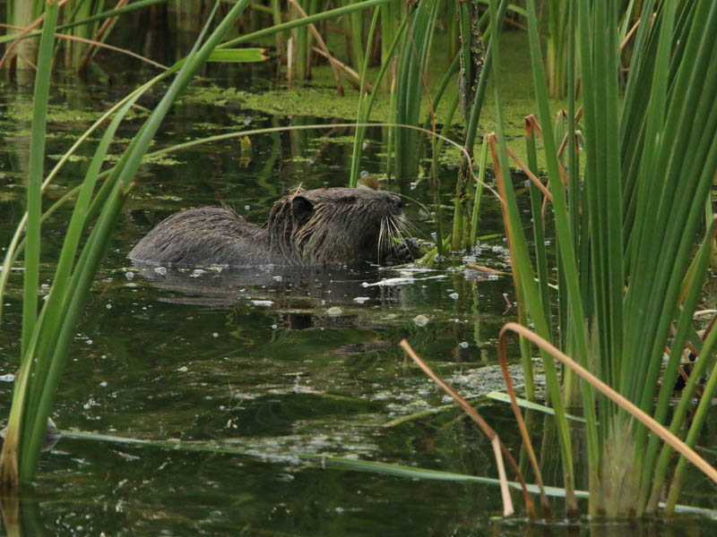 A juvenile Nutria feeding on reeds.
