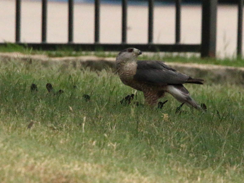 A Cooper's Hawk on a fresh kill.