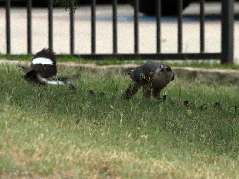 The Northern Mockingbirds where not happy with the presence of this hawk.  They did their best to drive him away.