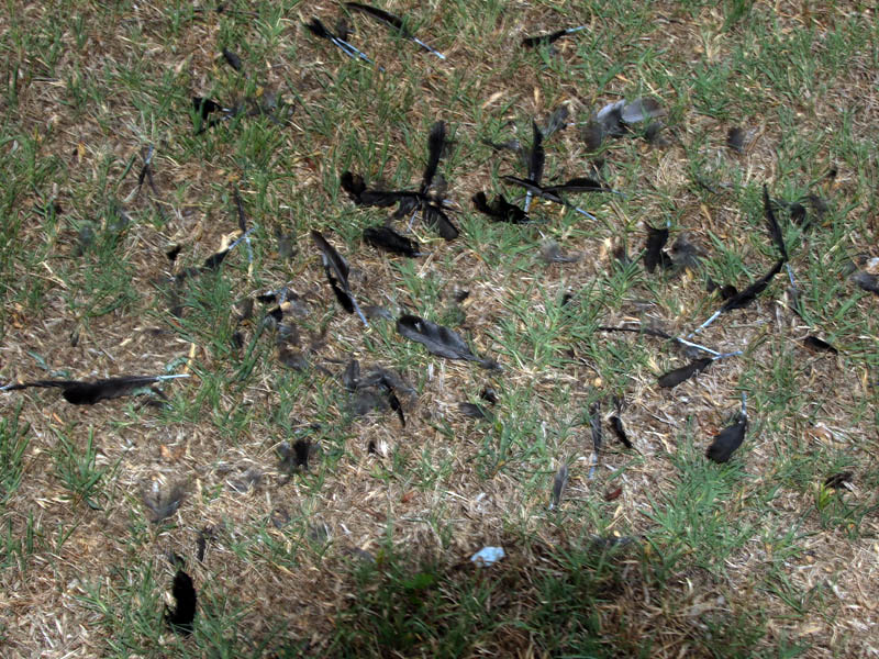 When the Cooper's Hawk did move on, he left these feathers behind.  They belonged to a juvenile Great-tailed Grackle.