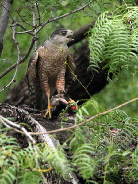 The Cooper's Hawk retreated into a tree to escape the mobbing mockingbirds.