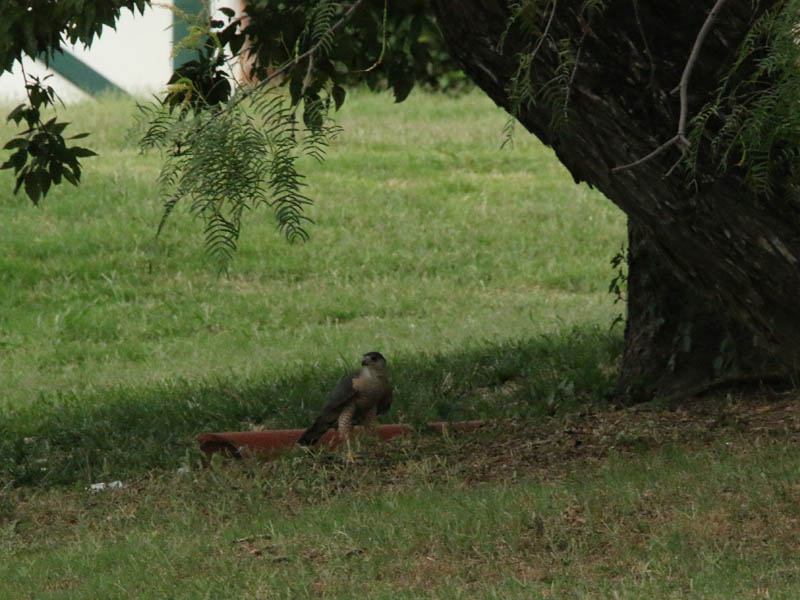 The Cooper's Hawk last stop was under this Mesquite tree, where he resumed feeding on his kill.