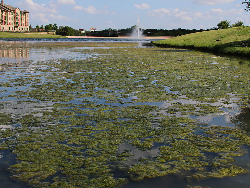 Mats of green algae forming on the surface of Josey Ranch Lake in Carrollton, Texas