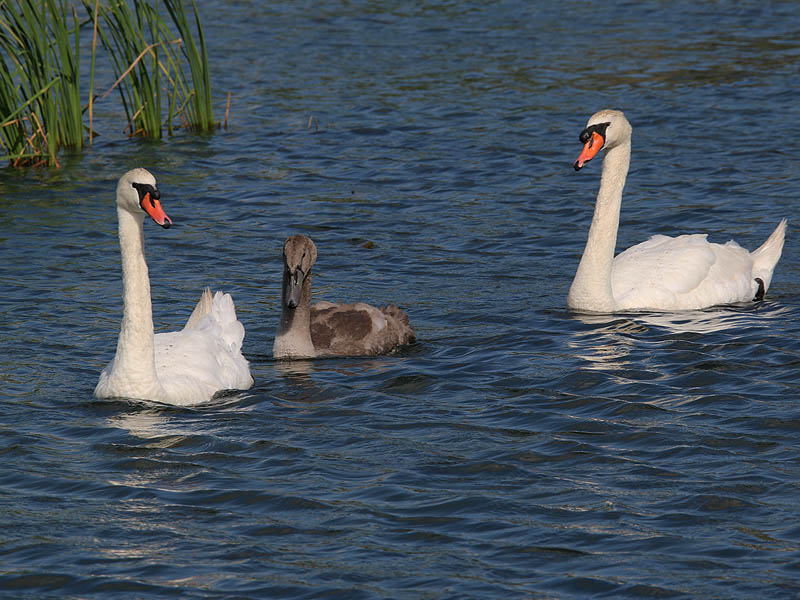 The Mute Swan family at week 14.