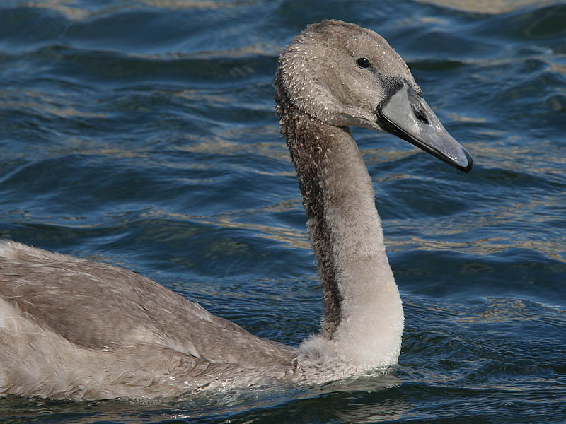 A closeup of the Mute Swan cygnet.