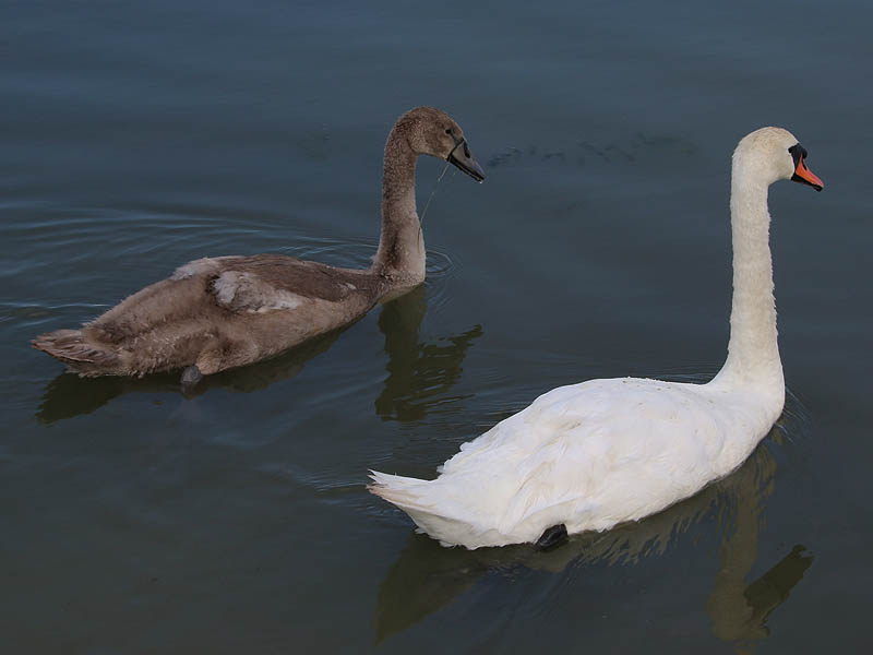 It won't be long before the cygnet is as large as his mother.