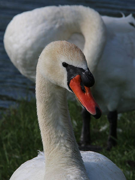The adult male swan.