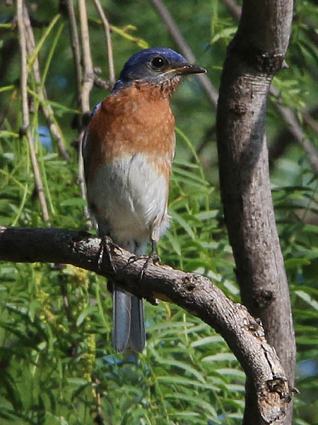 Another look at the Eastern Bluebird.