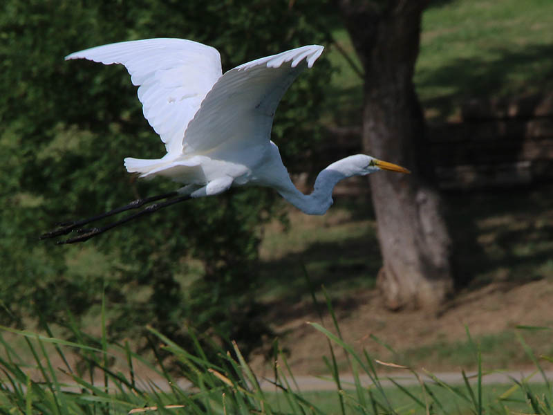 On windy days a large bird like this Great Egret can have difficulty becoming airborne.