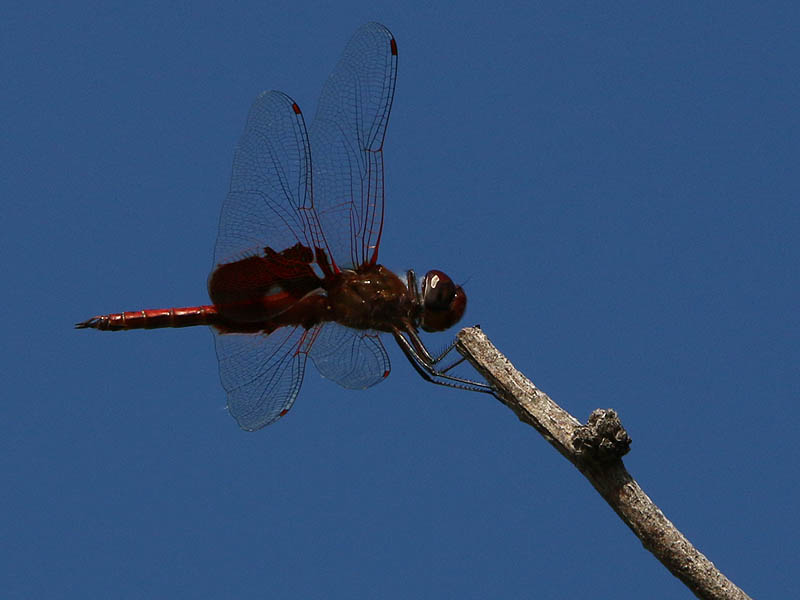 A Faded Pennant.  Notice how its front legs are being held in a folded position just behind the dragonfly's head.