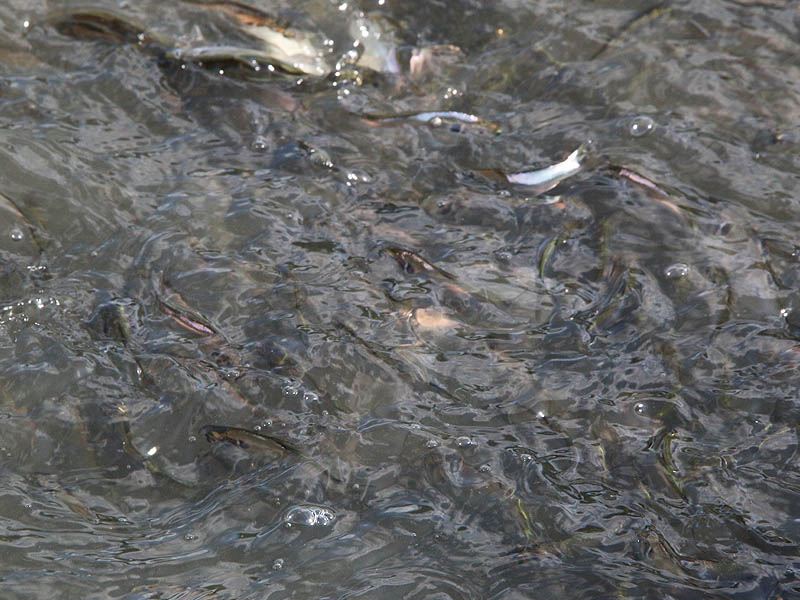 These are spawning Gizzard Shad.