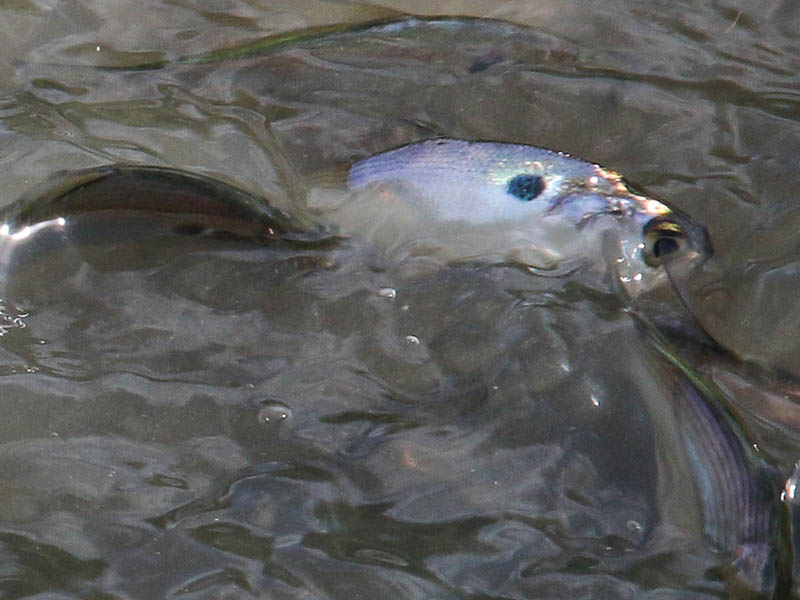 The blue-green dorsal region combined with a should spot larger than the pupil help to identify this fish as a Gizzard Shad.