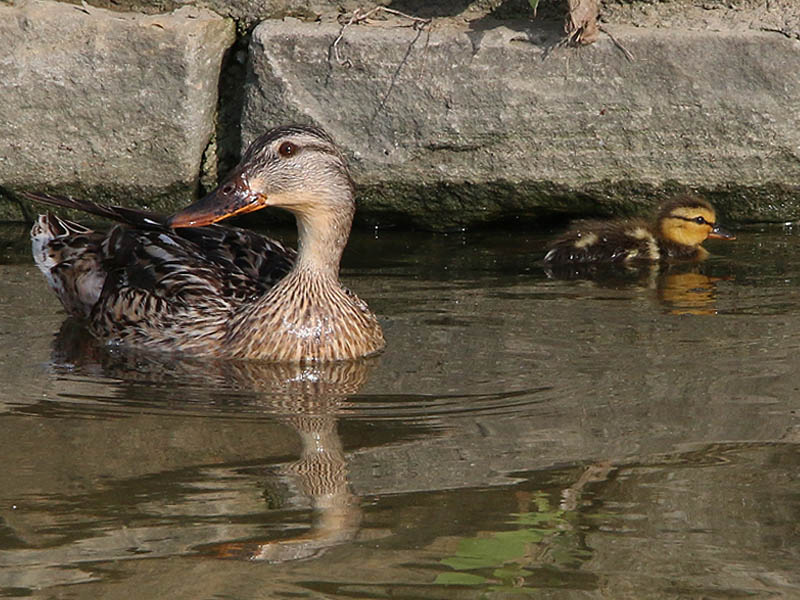 A female mallard with a single tiny duckling.