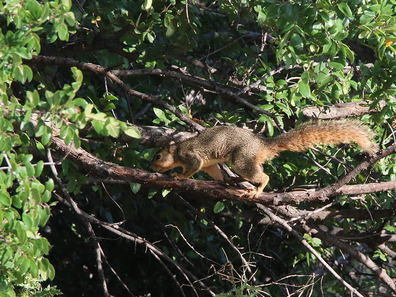 An acrobatic Fox Squirrel.