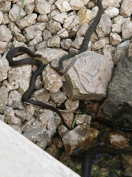 A Yellowbelly Water Snake (left), a Blotched Water Snake (top right), and a part of a larger Blotched Water Snake (lower right).