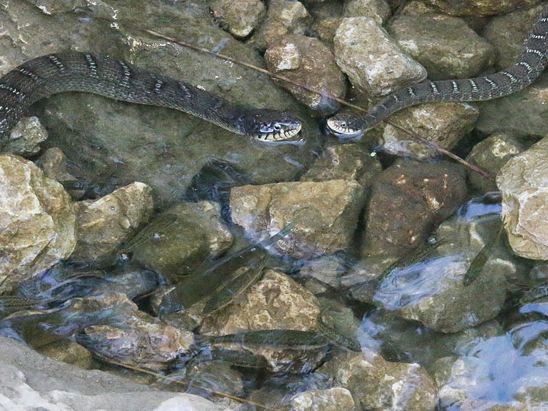 Two Blotched Water Snakes hunting in a small pool of water filled with stranded fish.