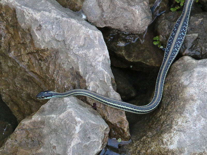 A Western Ribbon Snake.  Notice the bulge  in its abdomen.