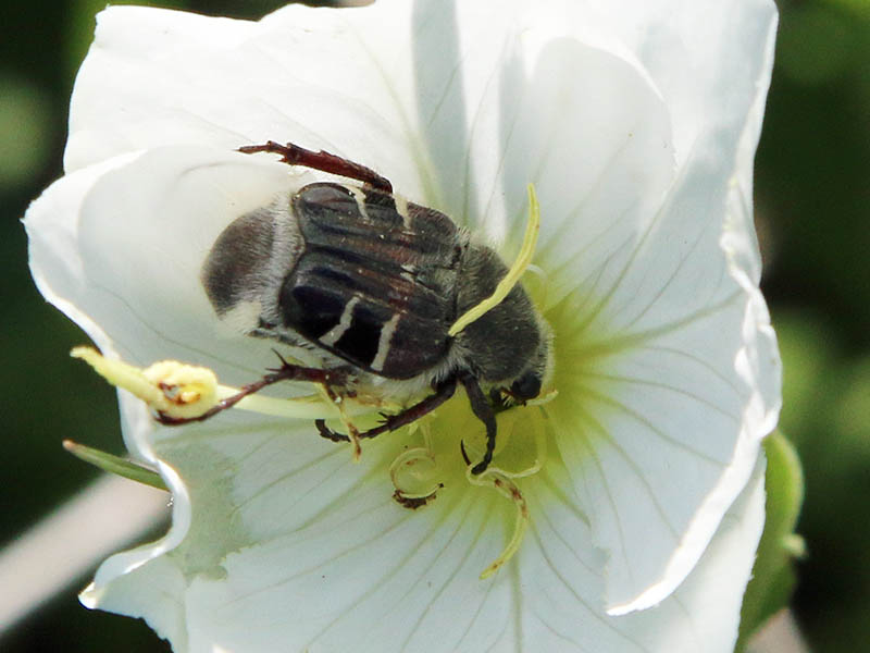 A Bee-like Flower Scarab.