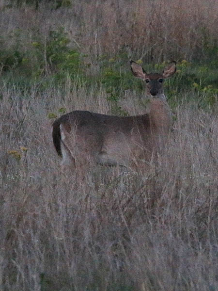 A White-tailed Deer at dusk.