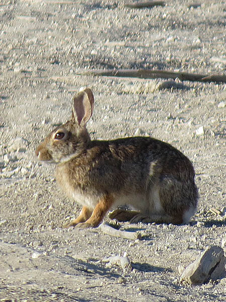 An Eastern Cottontail on the dry, rocky ground.