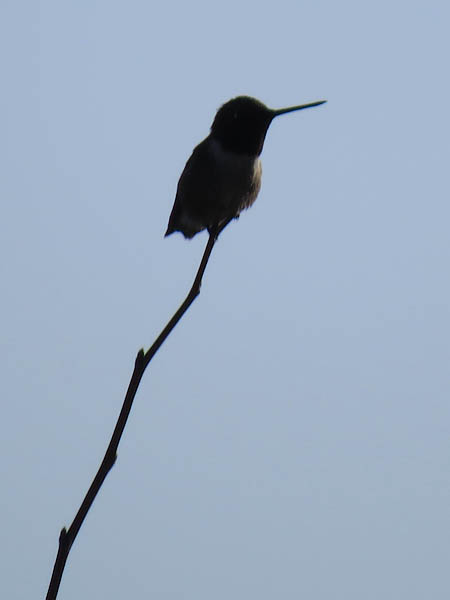 A Ruby-throated Hummingbird in silhouette.
