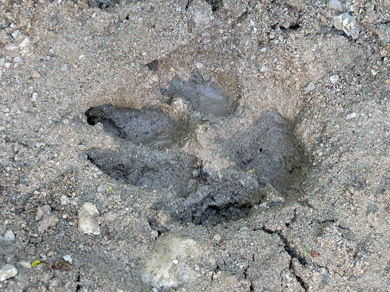 A large canine track stamped in soft mud.