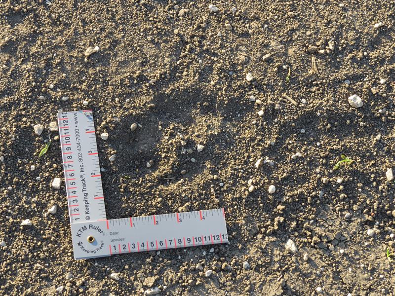 This track is over 6 inches long and nearly 5 inches wide. 