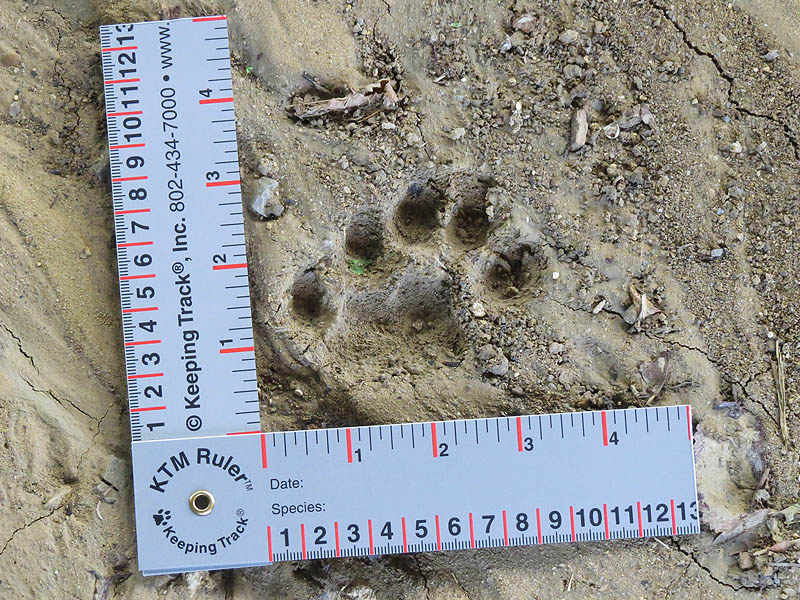 Overlapping Bobcat tracks forming a convincing five-toed River Otter track.