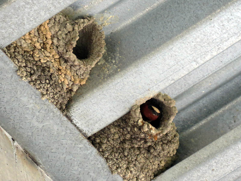 Cliff Swallow nests under a bridge.