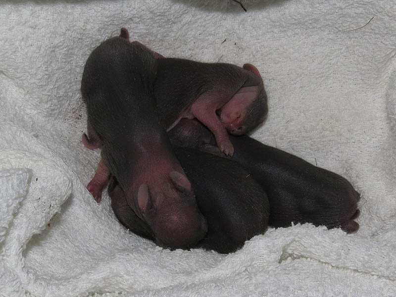 Four orphaned Eastern Cottontails.