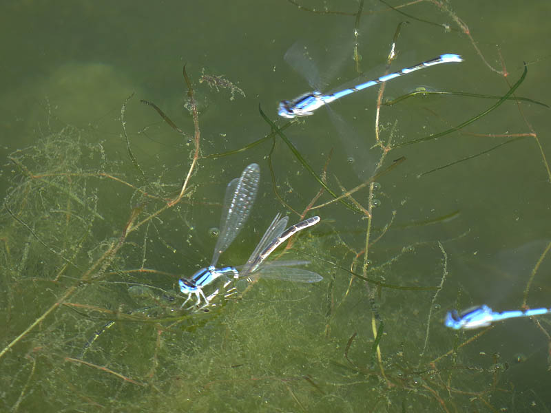 Here the female bluet is being held under the water for some reason.