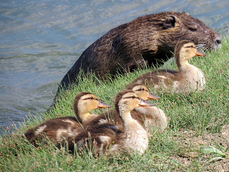 A Nutria craws out of the water behind a group of Mallard ducklings.