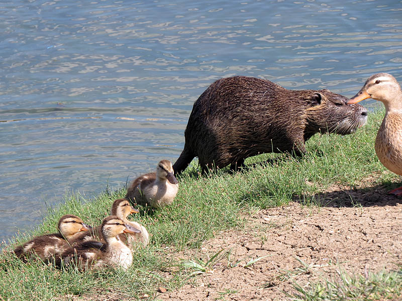 The Mallards were not concerned about the Nutria's proximity.
