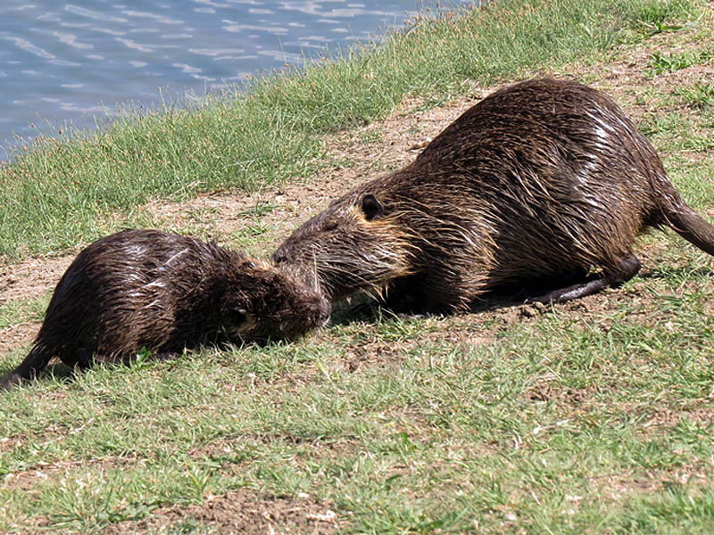 A mother Nutria greeting one of her kits.