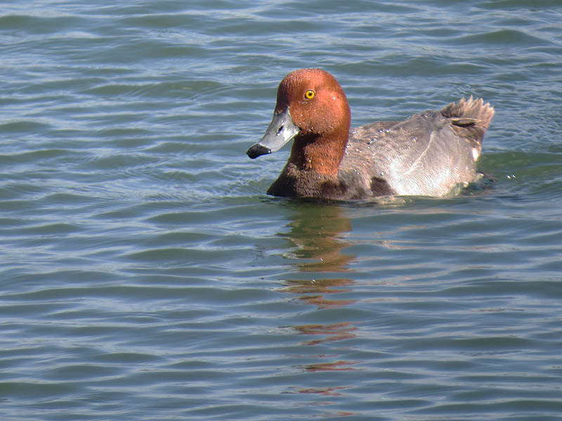A late to migrate Redhead.