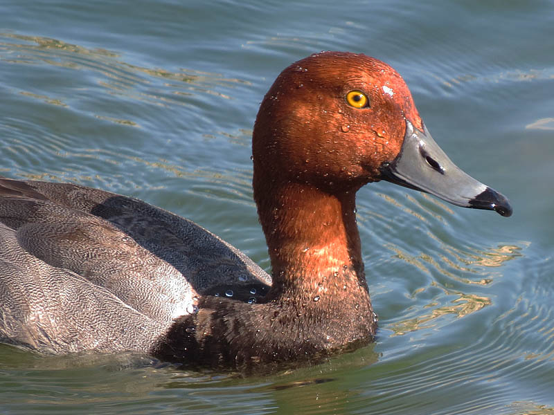 A closer look at this attractive duck.