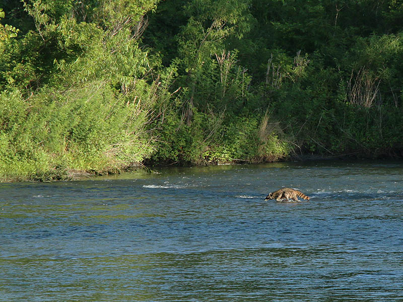 A Raccoon wading across the Elm Fork of the Trinity River.