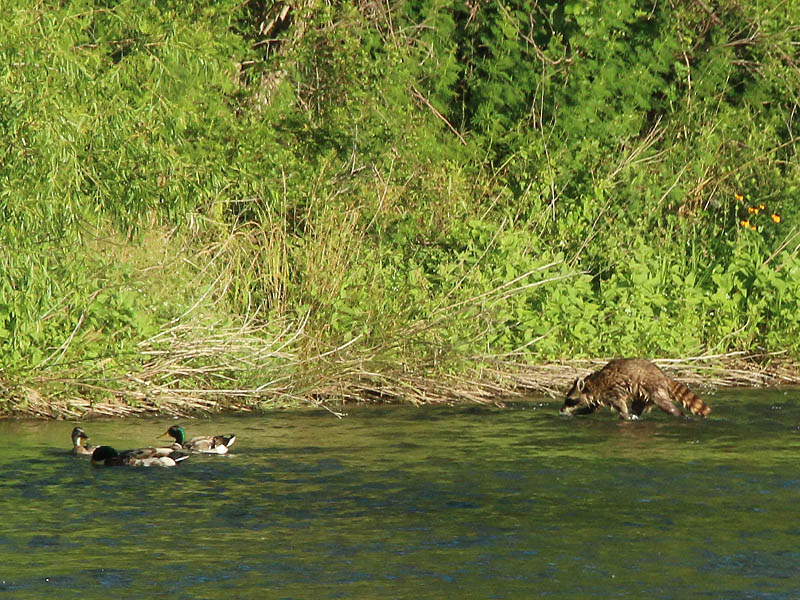 The Mallards took scant notice of the Raccoon as he left the water.
