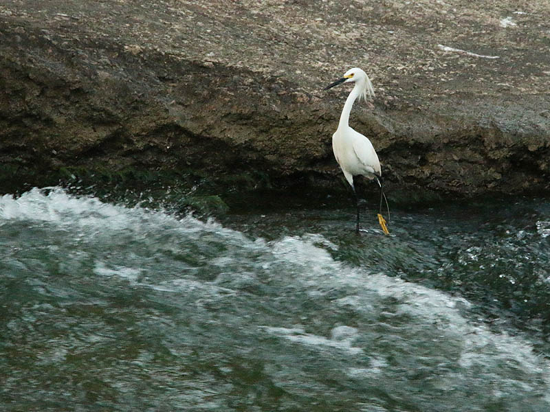 A Snowy Egret fishing in rapidly flowing water.