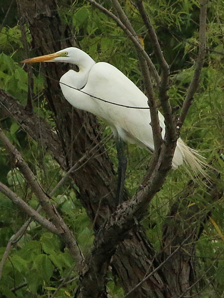 I found this Great Egret in a more natural setting.