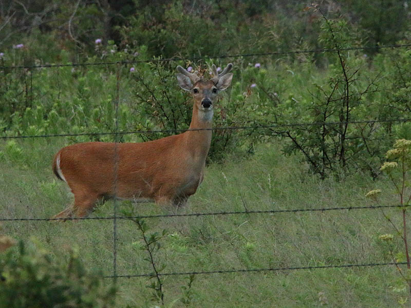 Notice the velvet covered antlers coming in on this young buck.