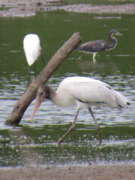 A Wood Stork with a Snowy Egret and a Tricolored Heron.