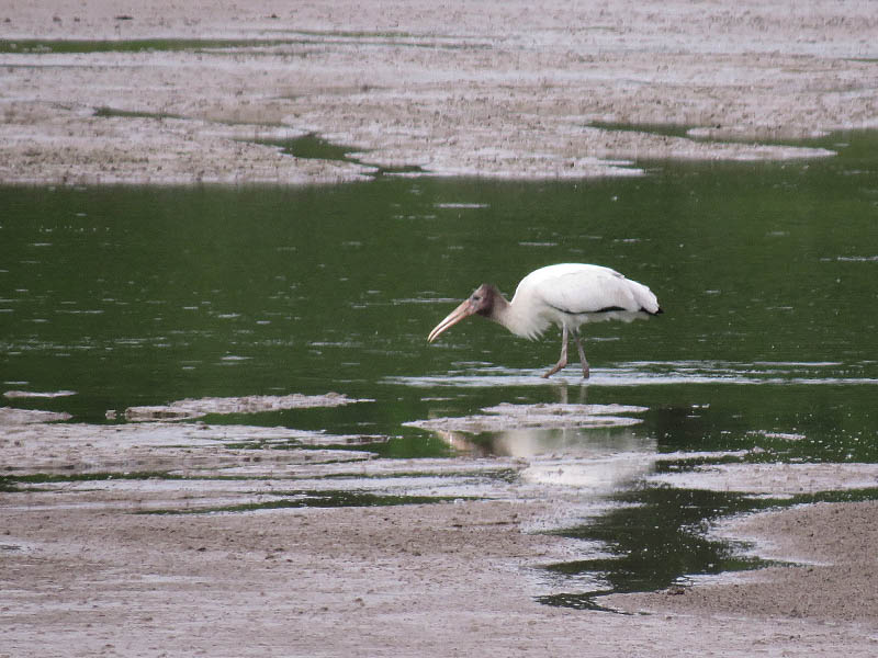 The young stork moved back and forth through the water searching for food.