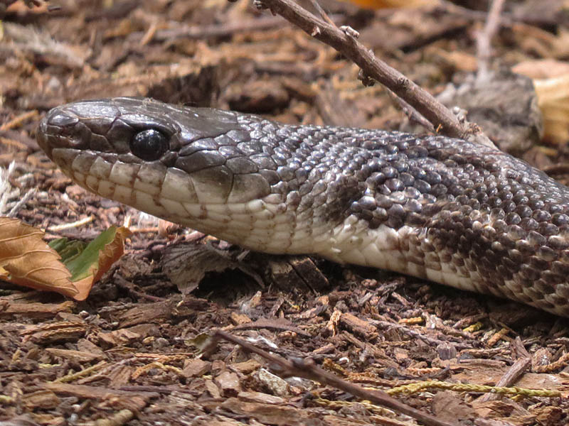 Rat snakes are nonvenomous, but reportedly will bite if handled.