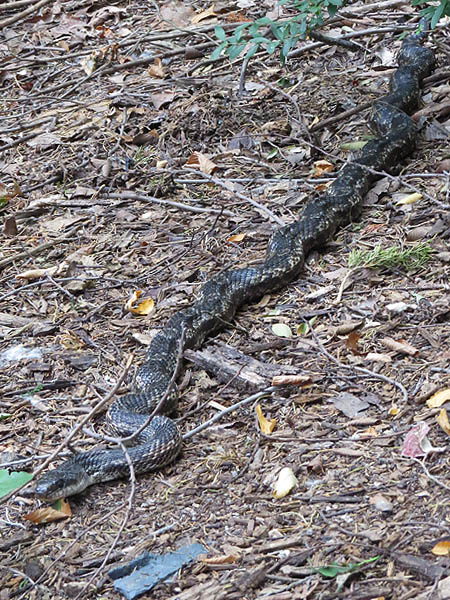 This rat snake is nearly five feet long.
