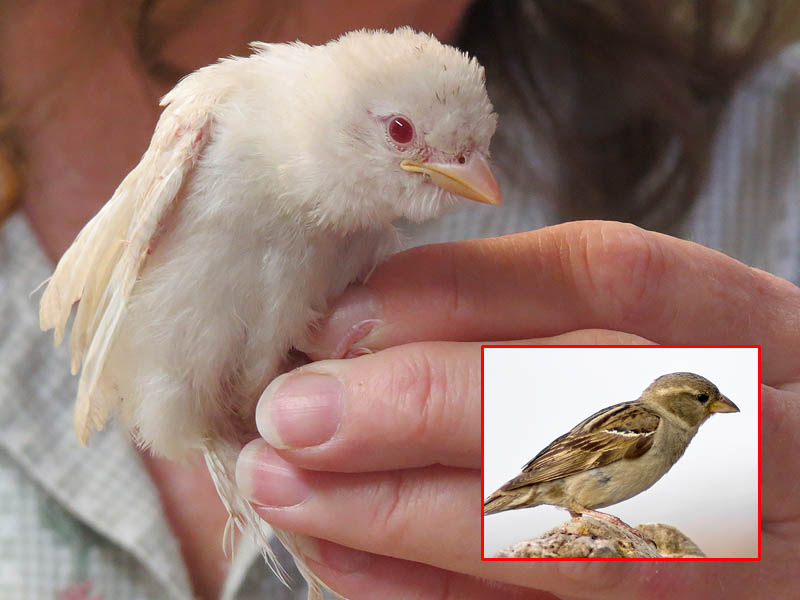 A rare albino House Sparrow.  See the inset for an example of the usual coloration.