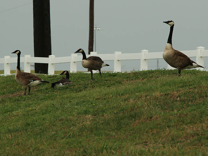 A Giant Canada Goose, his mate, and their two offspring.