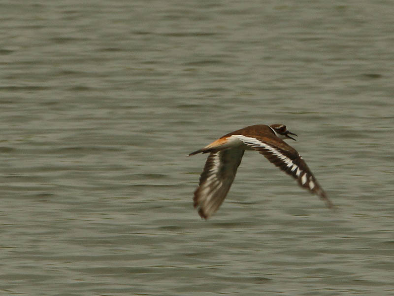 A Killdeer zooming in just over the surface of the water.