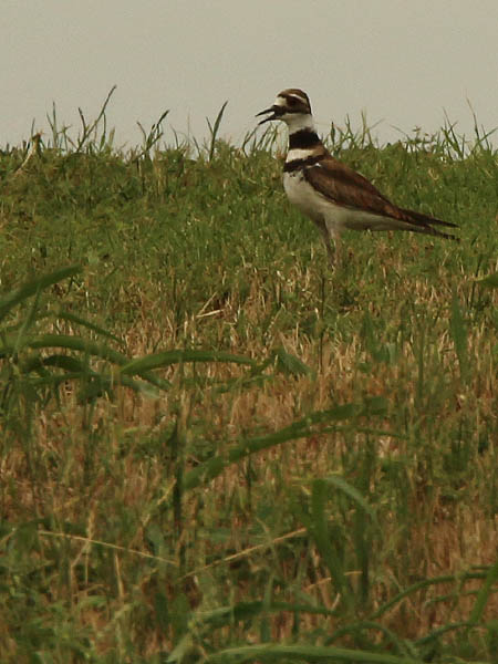 This Killdeer is calling out in order to attract attention away from its nest.